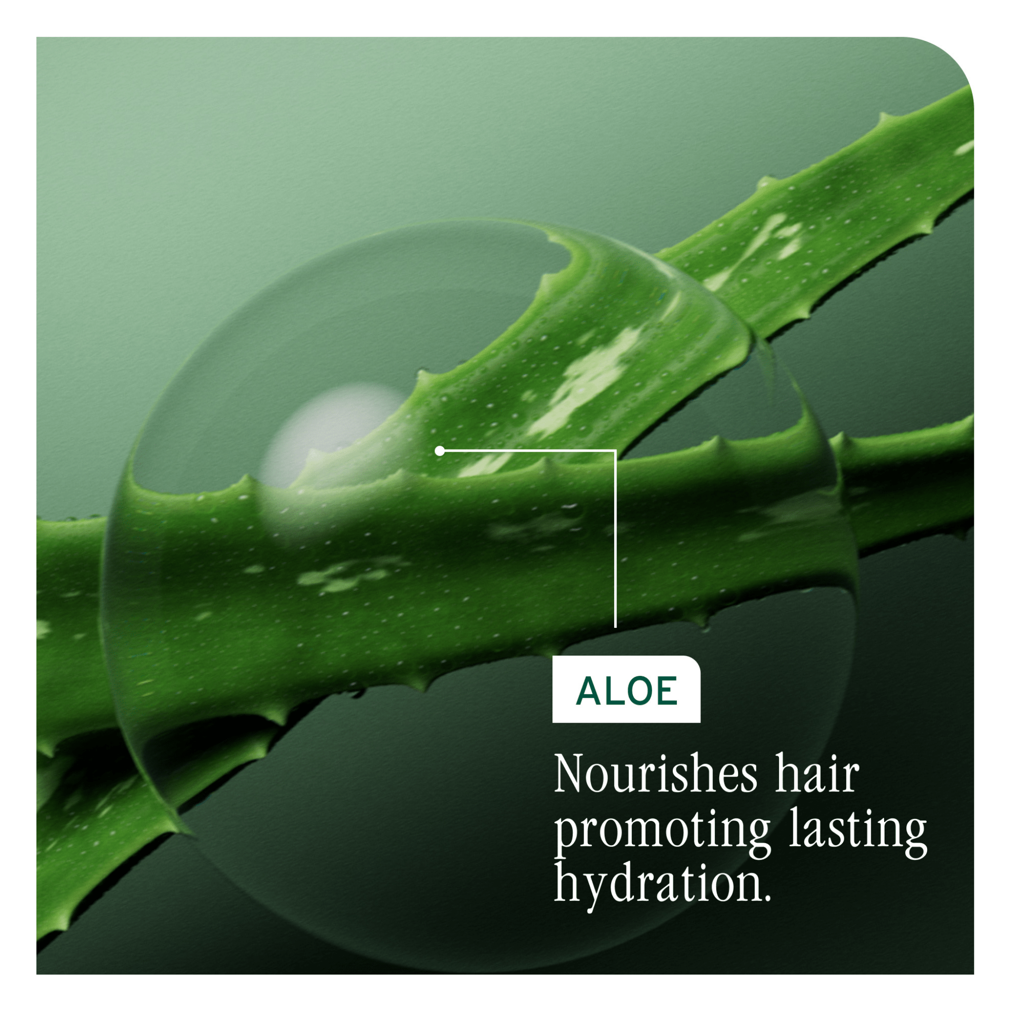 Biolage. Crème Sans - Rinçage Quotidienne Hydra Source - 200 ml - Concept C. Shop