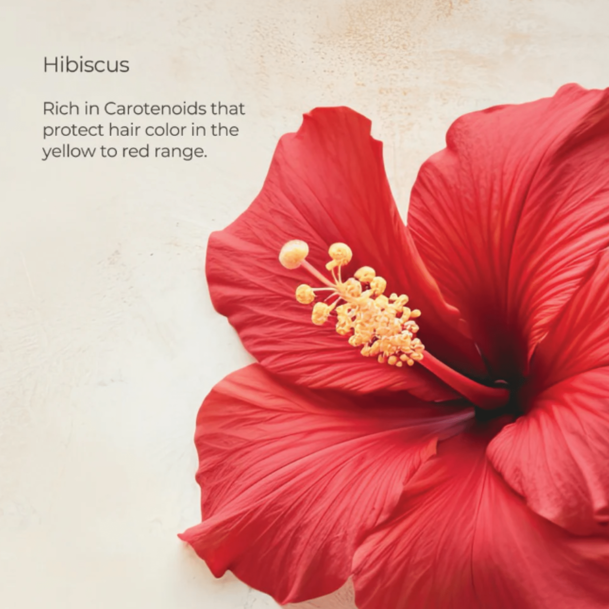 L'Anza. Healing Color Care Revitalisant Complexe Vibrance à l'Hibiscus - 950 ml - Concept C. Shop