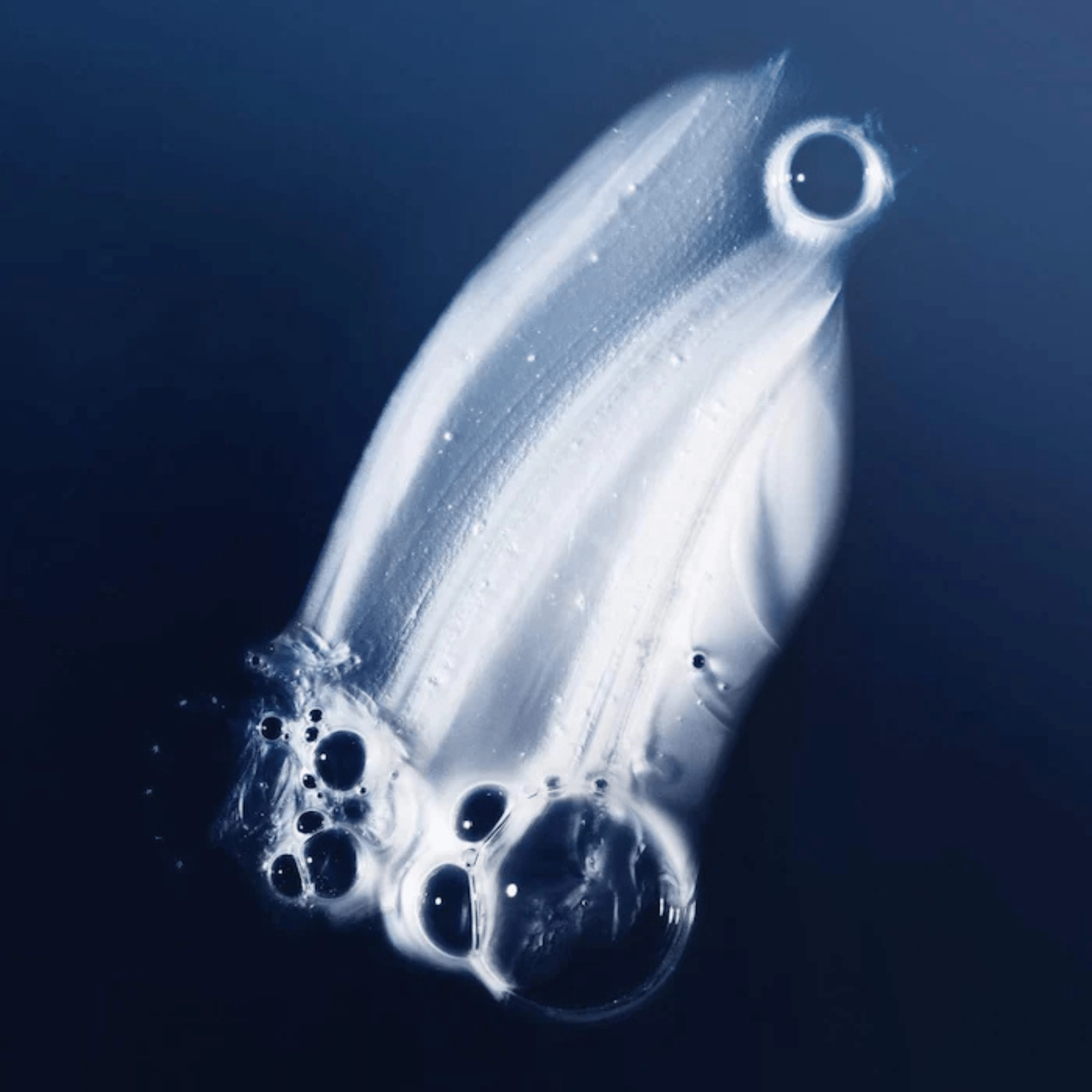 Living Proof. Shampoing Perfect Hair Day - 236 ml - Concept C. Shop