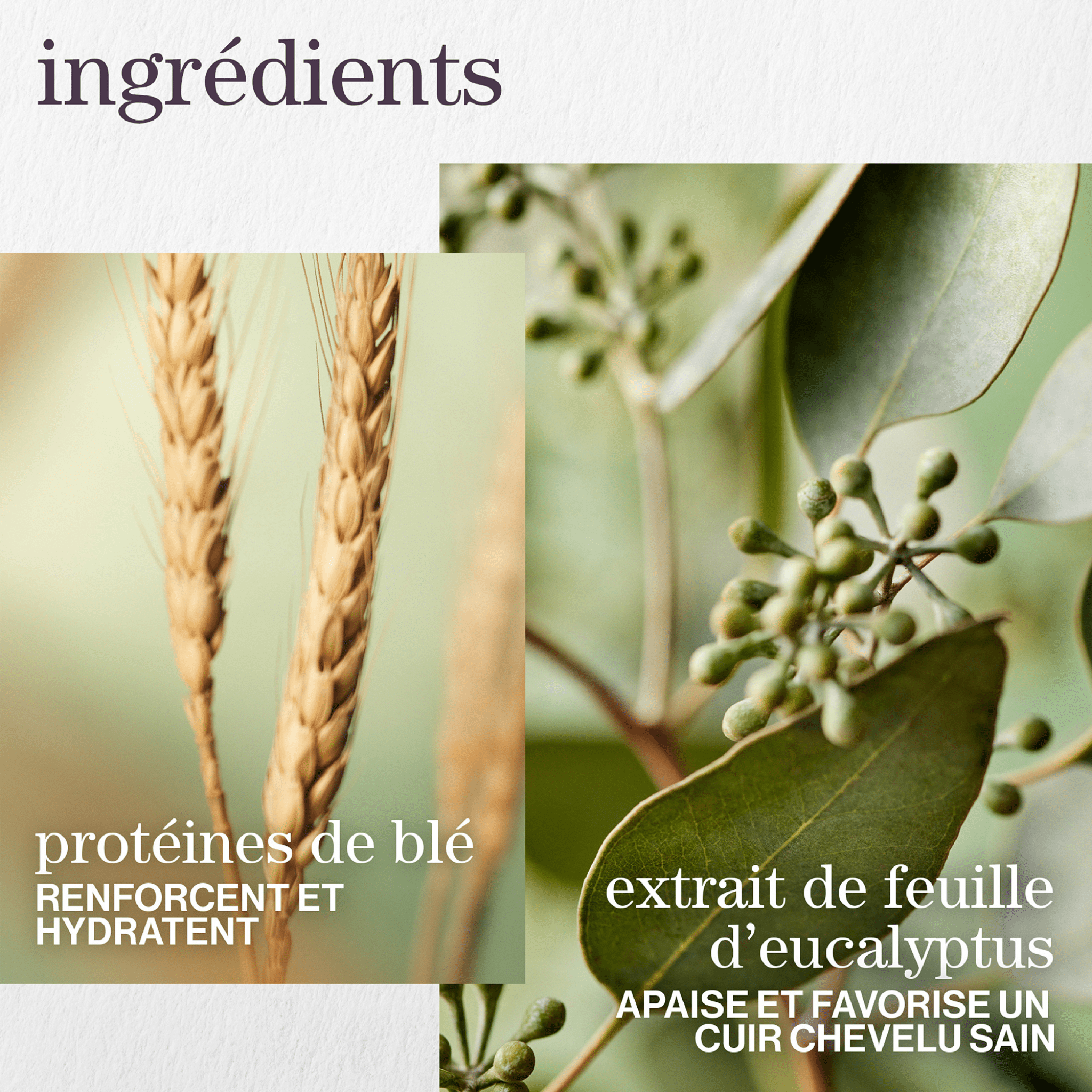 Pureology. Coffret de Printemps Hydrate Sheer - Concept C. Shop