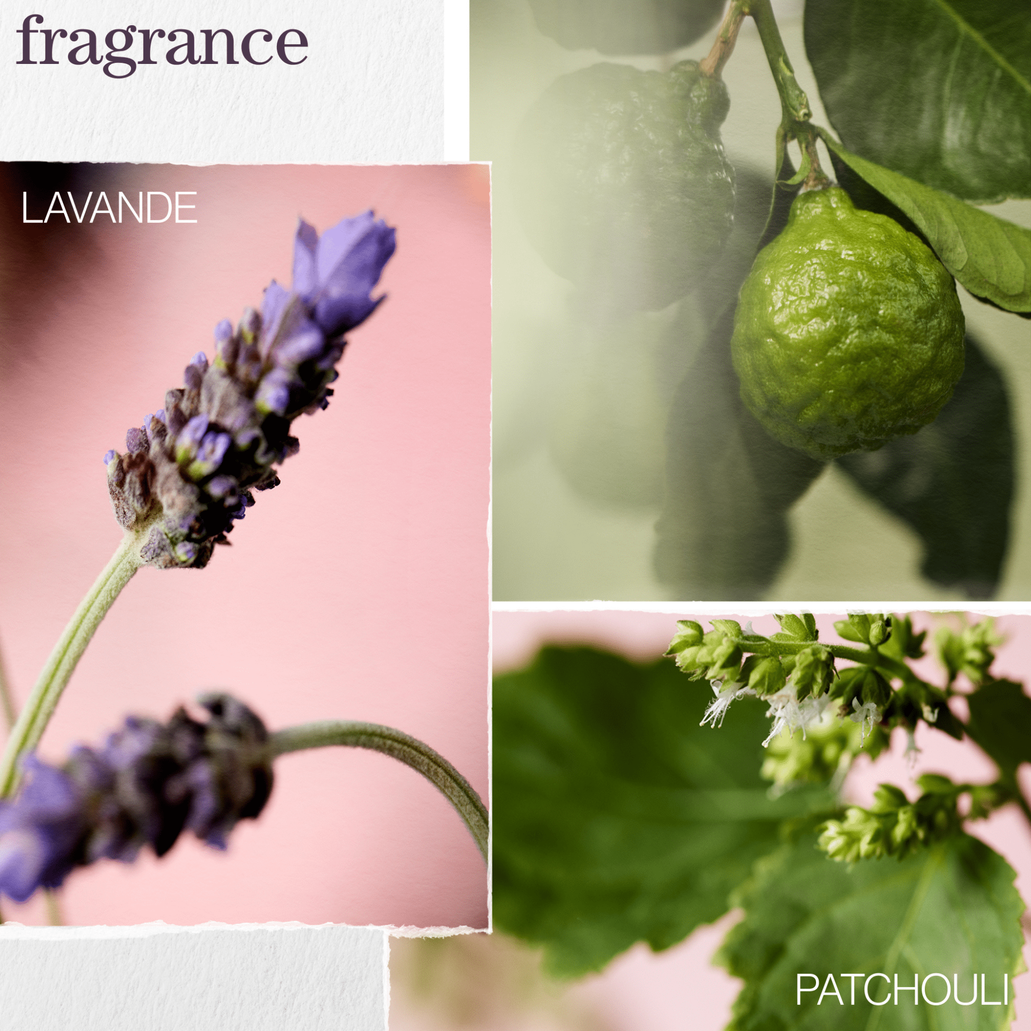 Pureology. Huile Hydrate Glow Catcher - 50 ml (Lancement 1er Septembre) - Concept C. Shop