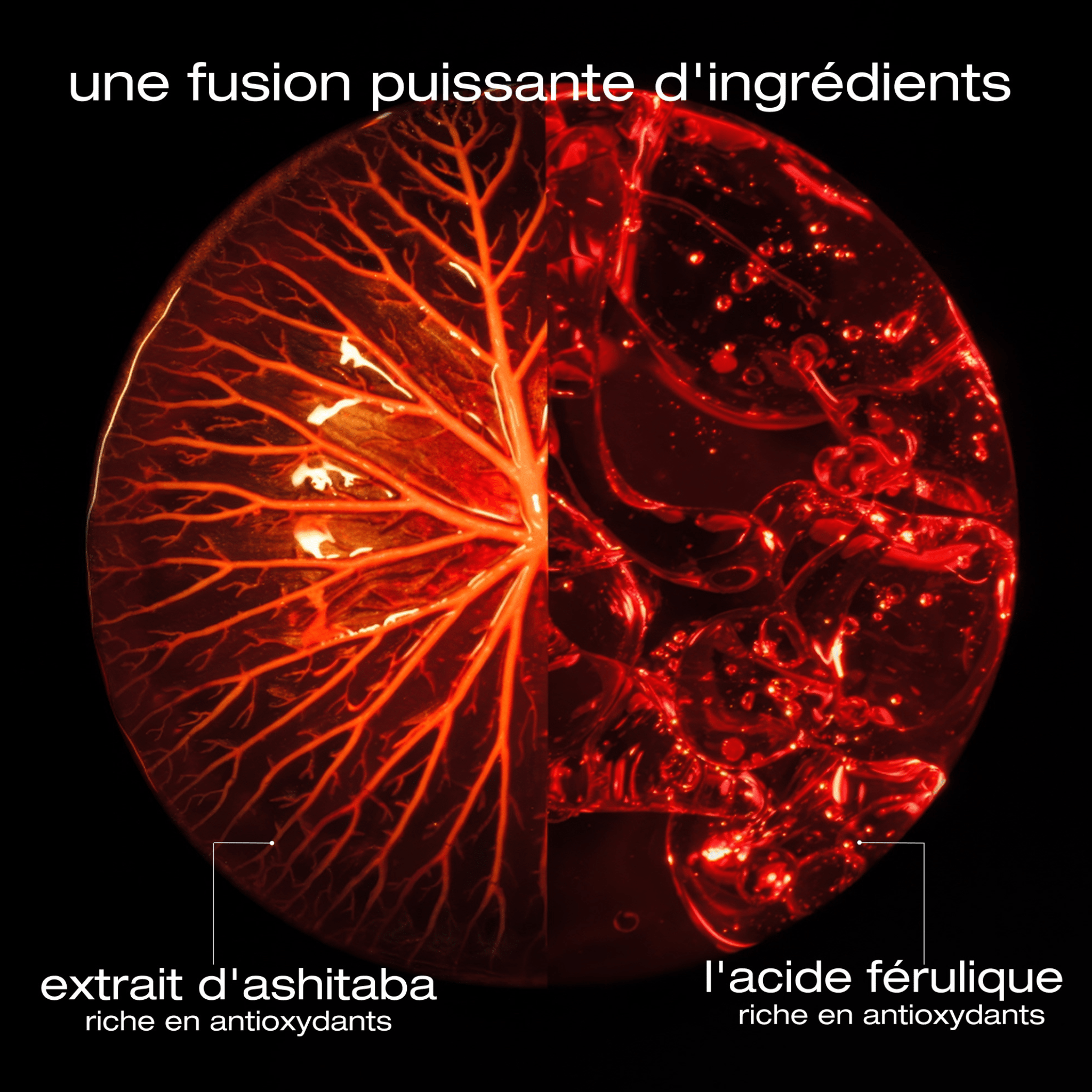 Shu Uemura. Coffret Des Fêtes - Ashita Supreme (Lancement 15 Septembre 2025) - Concept C. Shop