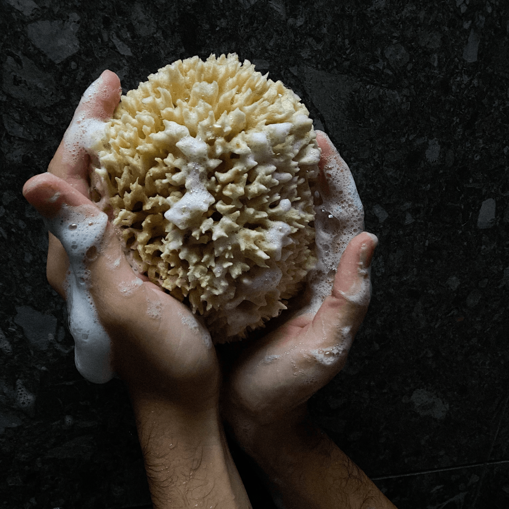 Groom. Éponge de Mer - Concept C. Shop