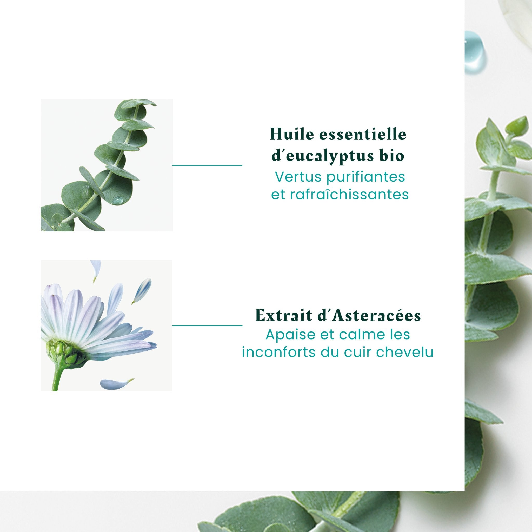 René Furterer. Astera Head Spa, Concentré Apaisant Fraicheur & Pureté Huiles essentielles - 50 ml - 50 ml - Concept C. Shop