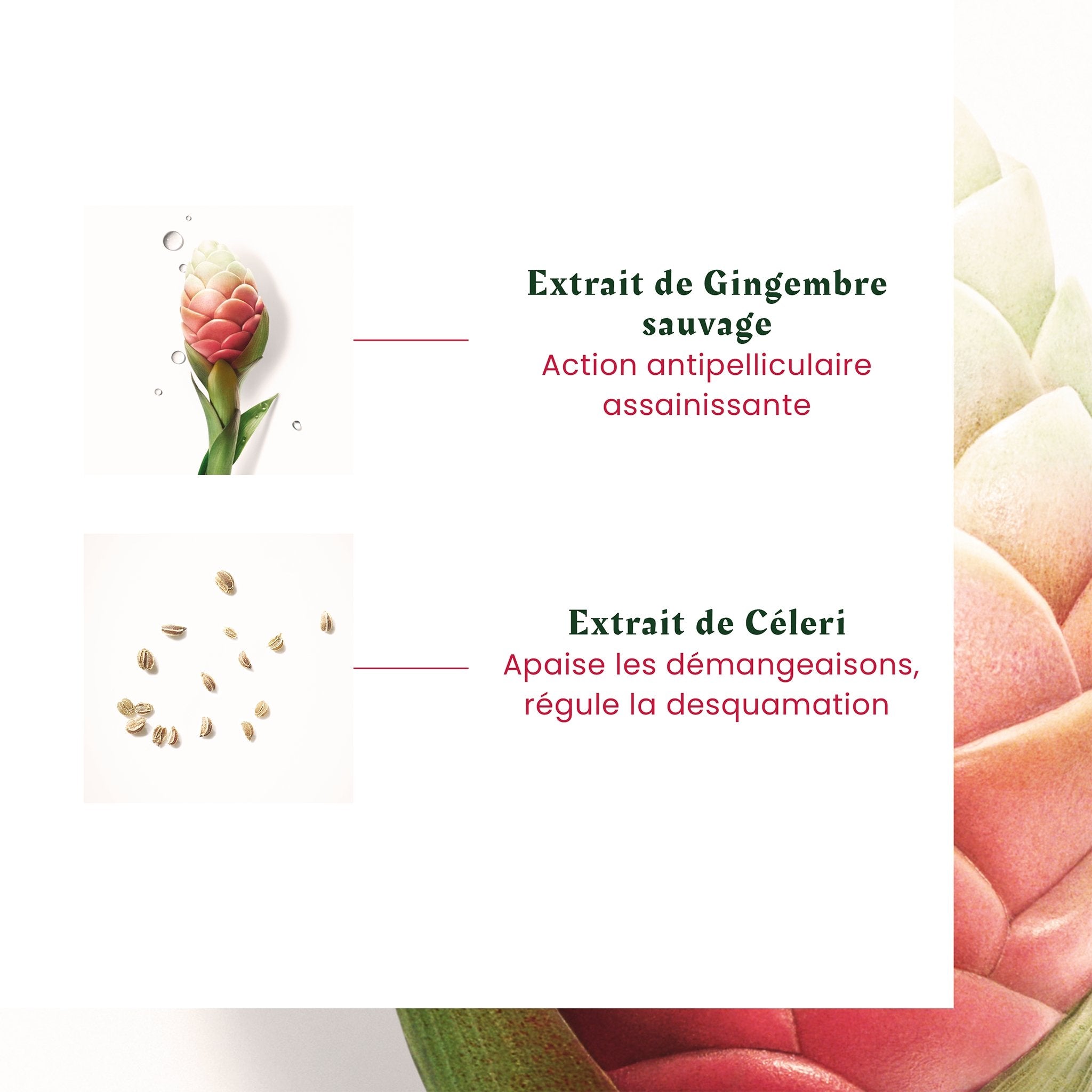René Furterer. Neopur Shampoing Équilibrant Cuir Chevelu Gras - 150 ml - Concept C. Shop