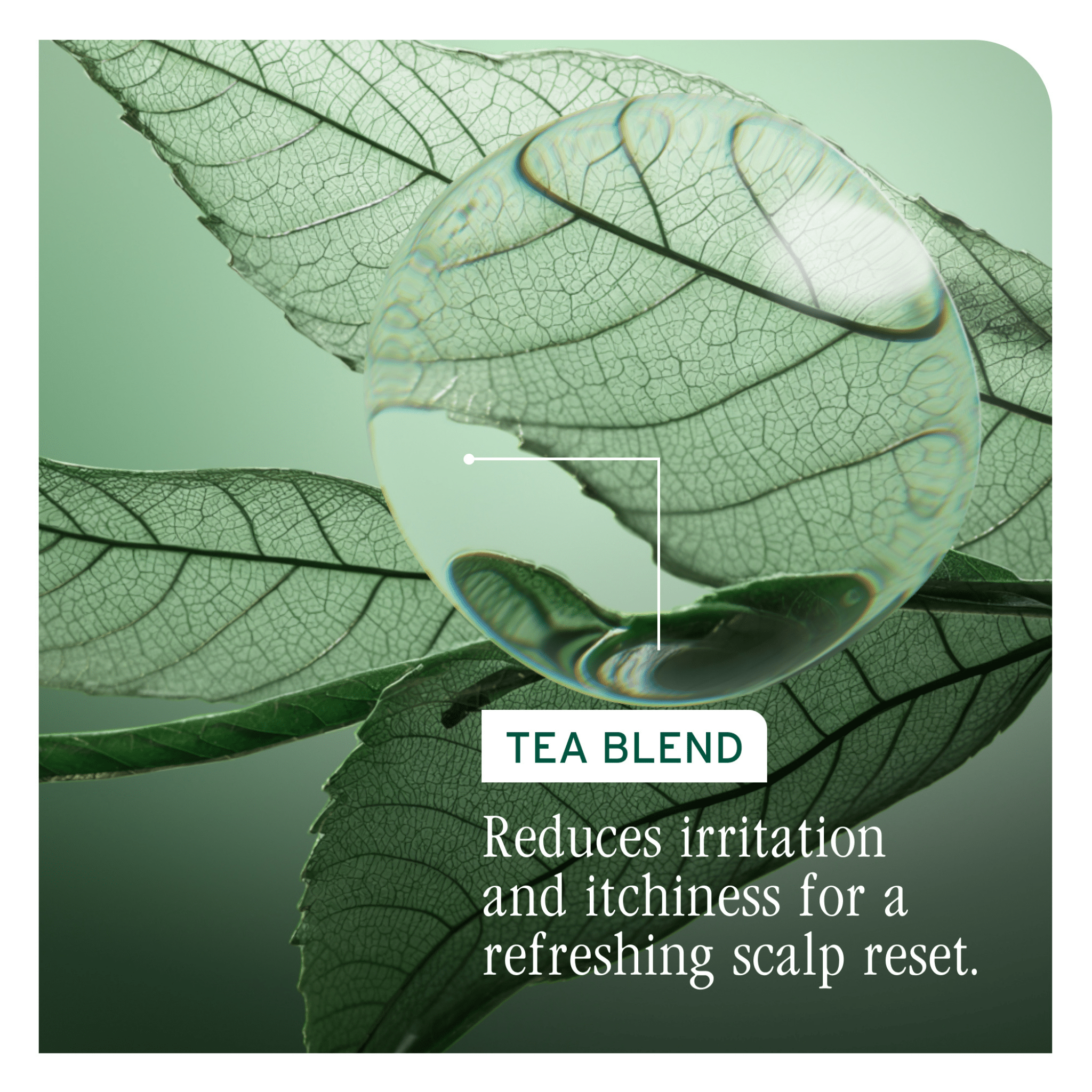 Biolage. Shampoing Anti - Pellicules Scalp Sync - 1000 ml - Concept C. Shop