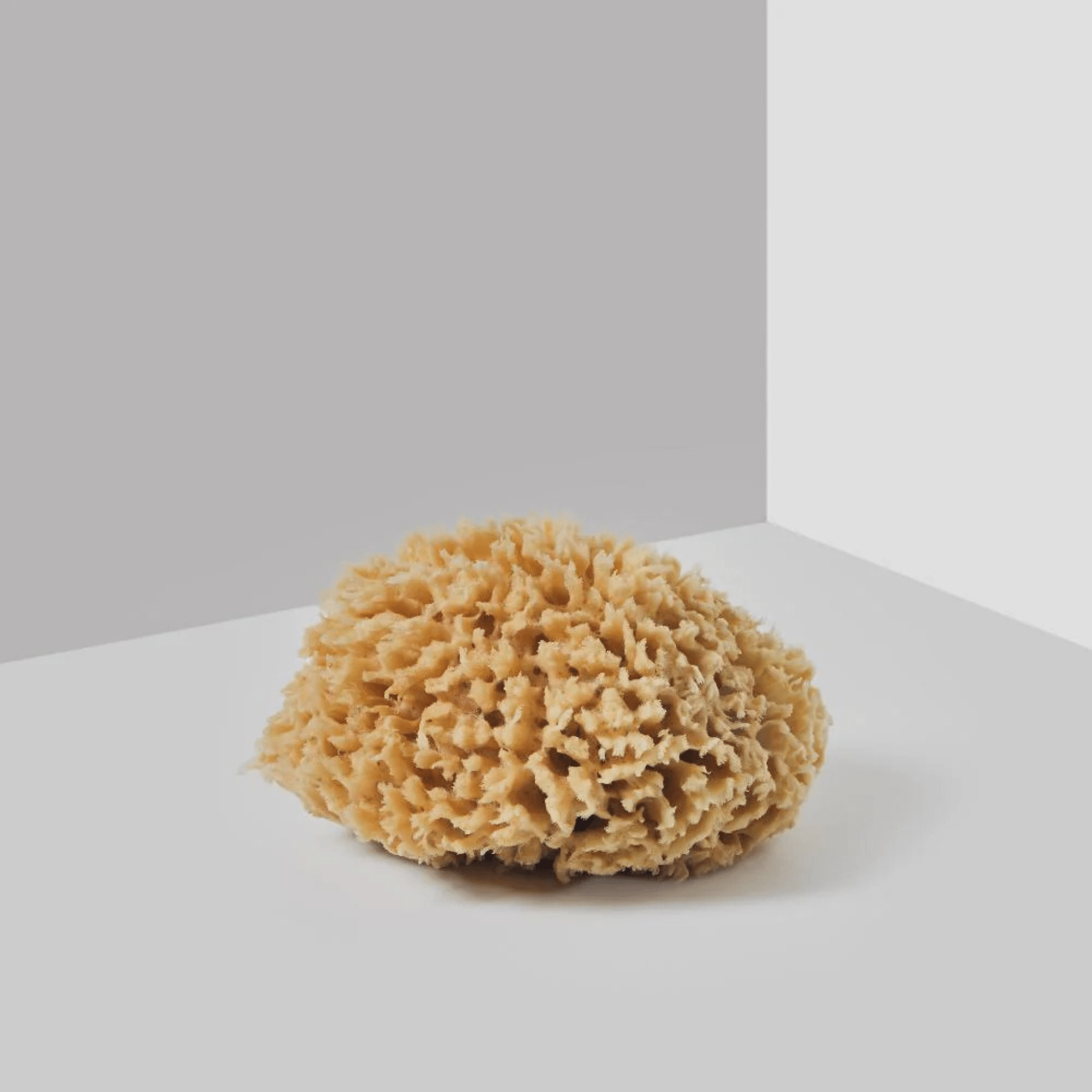 Groom. Éponge de Mer - Concept C. Shop