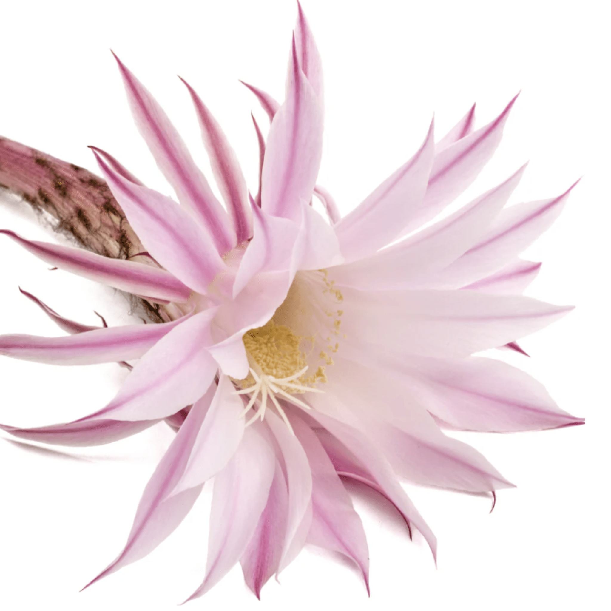 L'Anza. Healing Style Pâte Modelante Complexe Protecteur Au Cactus - 175 ml - Concept C. Shop